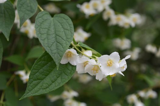 Florida mock orange white flowers - Latin name - Philadelphus floridus