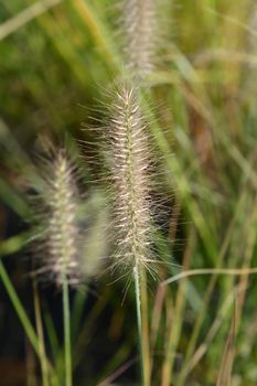 Chinese fountain grass Hameln - Latin name - Pennisetum alopecuroides Hameln