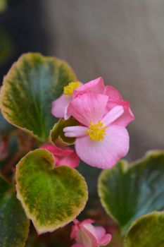 Pink wax begonia - Latin name - Begonia semperflorens