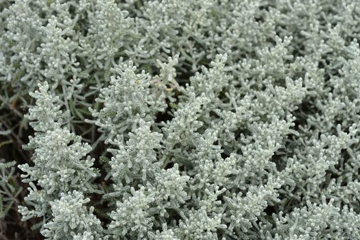 Cotton lavender leaves - Latin name - Santolina chamaecyparissus