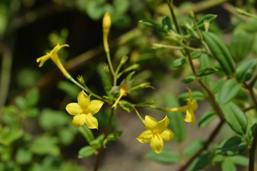 Showy jasmine - Latin name - Jasminum floridum Subsp. Giraldii