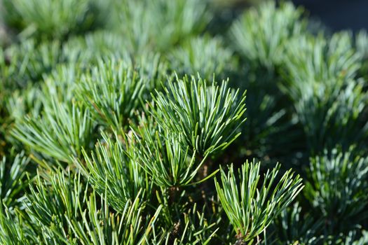 Tempelhof Japanese White Pine - Latin name - Pinus parviflora Tempelhof