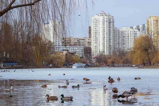 Winter view of city park with ice frozen pond and flock of ducks