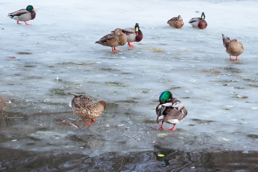 Flock of ducks playing and floating on winter ice frozen city park pond