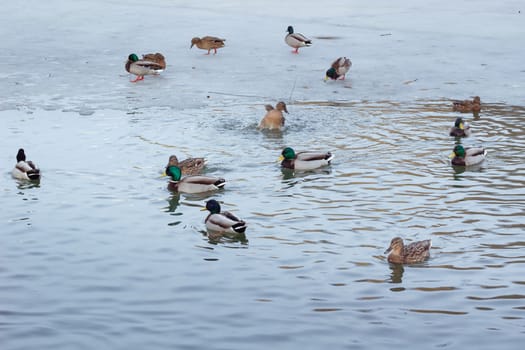 Flock of ducks playing and floating on winter ice frozen city park pond