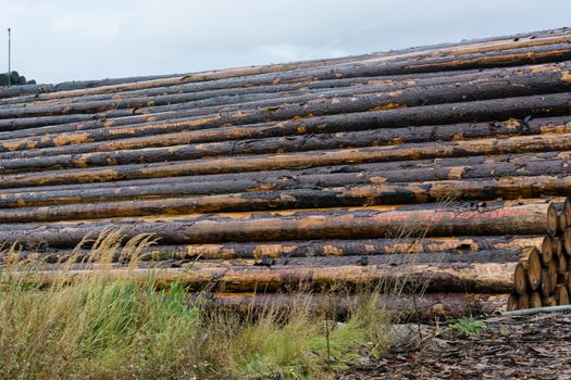 Wood yard business. Wood stacked outdoors. Concept forest industry environment.
Felled tree trunks are sprayed with water to protect them against wood pests