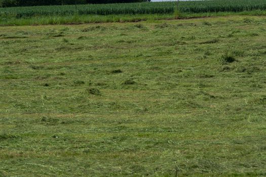 Meadow mown by the farmer                