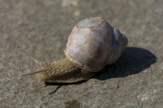 Roman snail - Helix pomatia. Helix pomatia, common names of the Romans, Burgundians, slug with injured casings