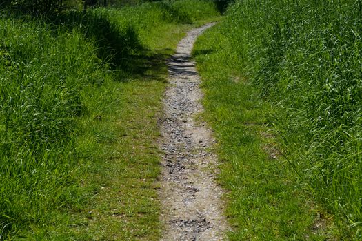 Fairytale forest landscape alley way outdoor space park nature landscape environment with path for walking among trees and sunbeams