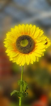 Flower of sunflower isolated on white background.