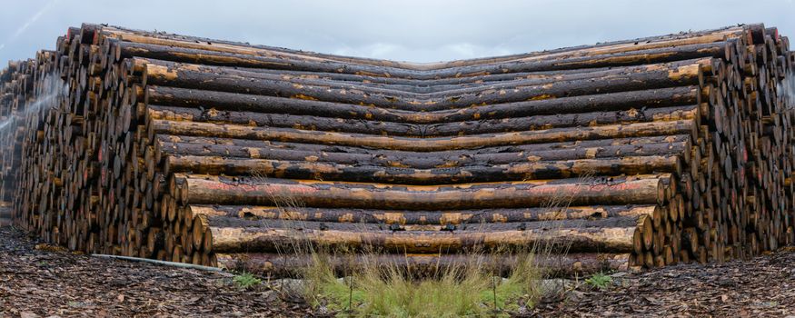 Wood yard business. Wood stacked outdoors. Concept forest industry environment.
Felled tree trunks are sprayed with water to protect them against wood pests
