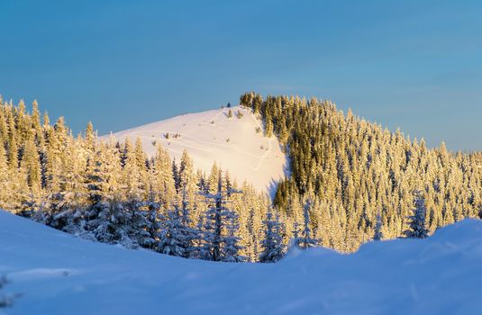 Mountain forest in snow. The morning sunshine on a hill that covered with spruce forest