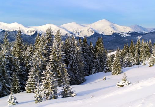 Winter mountain view. Spruce trees on the foreground. Snowy mountain ridge on the background. Ukraine. Carpathians