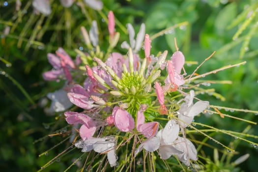 The background image of the colorful flowers, background nature