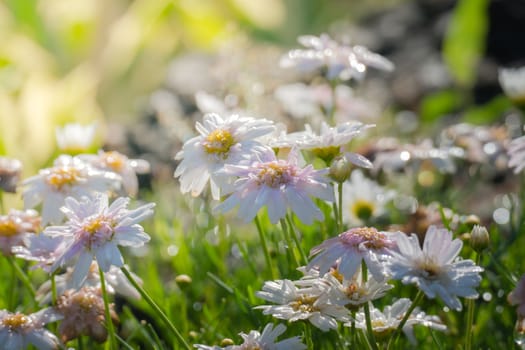 The background image of the colorful flowers, background nature