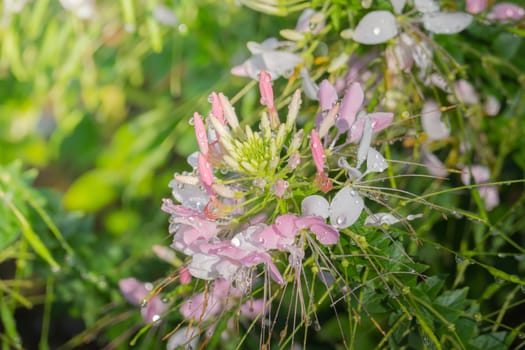 The background image of the colorful flowers, background nature