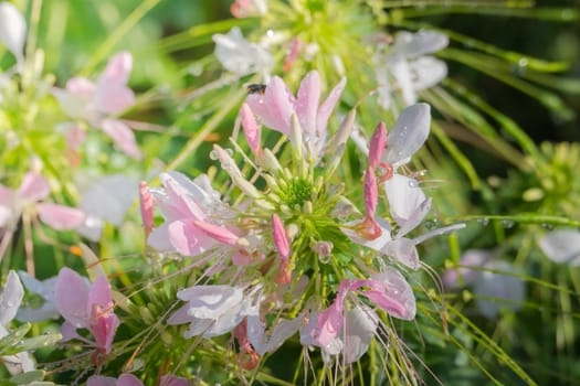 The background image of the colorful flowers, background nature