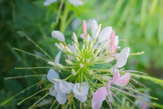 The background image of the colorful flowers, background nature