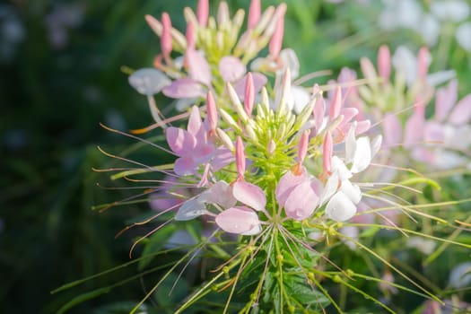 The background image of the colorful flowers, background nature