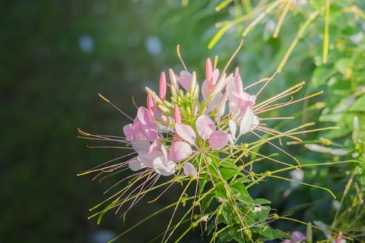 The background image of the colorful flowers, background nature