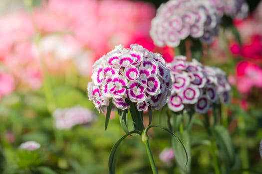 The background image of the colorful flowers, background nature