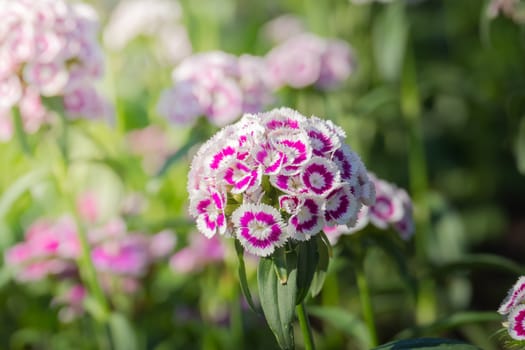 The background image of the colorful flowers, background nature