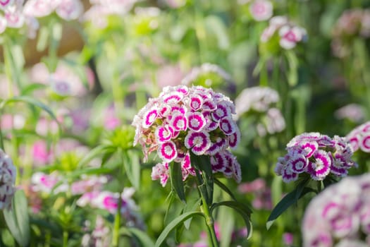 The background image of the colorful flowers, background nature