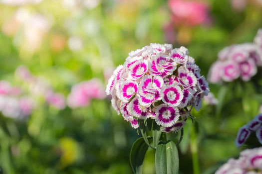 The background image of the colorful flowers, background nature