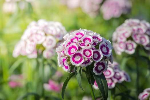 The background image of the colorful flowers, background nature