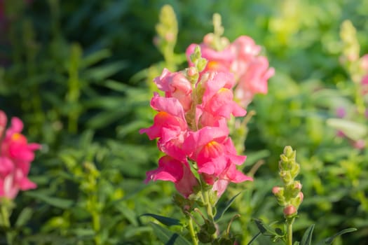 The background image of the colorful flowers, background nature