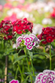 The background image of the colorful flowers, background nature