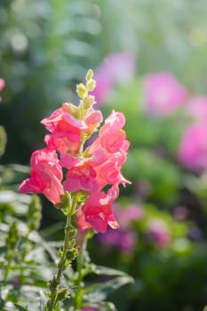 The background image of the colorful flowers, background nature