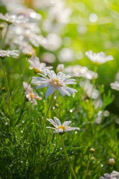 The background image of the colorful flowers, background nature