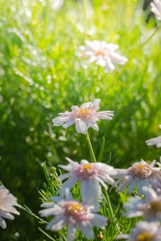 The background image of the colorful flowers, background nature