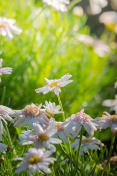 The background image of the colorful flowers, background nature