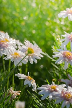 The background image of the colorful flowers, background nature