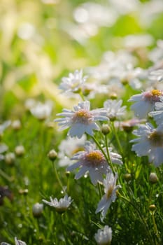 The background image of the colorful flowers, background nature