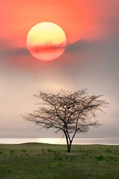 Alone tree in grass field during sunrise over lake . Beautiful natural  landscape