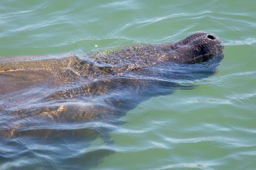 A Wild Manatee Takes a Breath in Florida, USA. Color image.