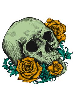 A human skull with two roses on white background