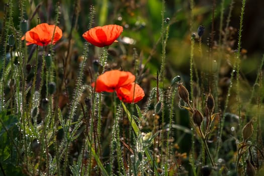 Red poppy flowers. Blooming poppy flowers. Red poppy flowers on a green grass.  Garden with poppy flowers. Field flowers. Nature flower. Flowers in meadow. Blooming red poppy flowers on summer wild meadow.