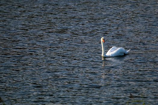 Floating waterfowl swan, wild birds swimming on the lake, wildlife landscape. Swan swimming on lake in Kemeri National park. Amazing white swan bird swims in Kaniera lake, Latvia. Beautiful white swan swims in the lake.