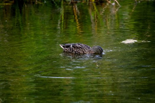 Floating waterfowl duck, wild bird swimming on the lake, wildlife landscape. Duck swimming on lake in Kemeri National park. Amazing duck bird swims in Kaniera lake, Latvia.