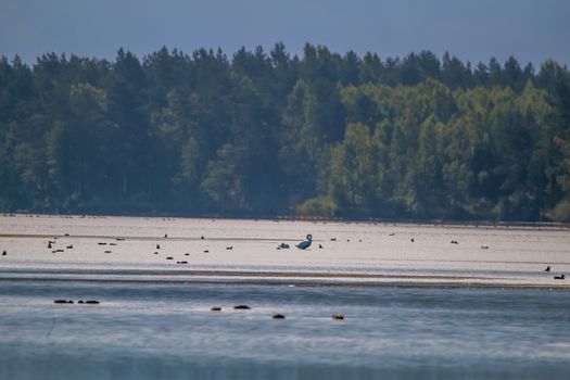 Floating waterfowl, young swans and ducks, wild birds swimming on the lake, wildlife landscape. Ducks swimming on lake in Kemeri National park. White swan and ducks bird swims in Slokas lake, Latvia. Colony of birds in the coast of lake.