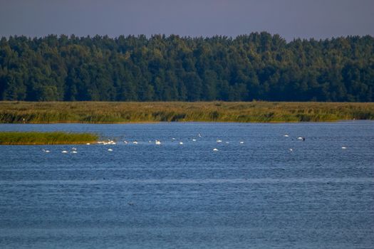 Floating waterfowl, young swans and ducks, wild birds swimming on the lake, wildlife landscape. Swans swimming on lake in Kemeri National park. Birds swims in Kaniera lake, Latvia. Large colony with white swans swims in the lake.