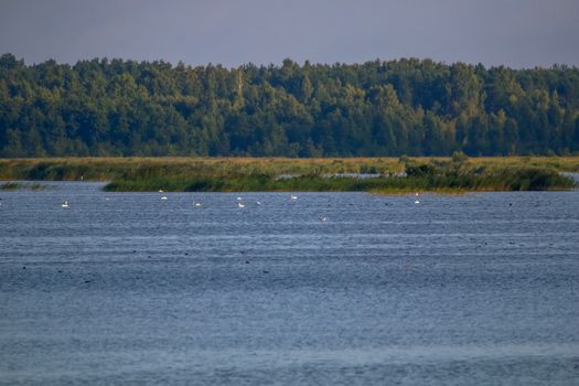 Floating waterfowl, young swans and ducks, wild birds swimming on the lake, wildlife landscape. Swans swimming on lake in Kemeri National park. Birds swims in Kaniera lake, Latvia.