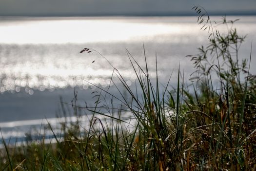 Coast with grass and Baltic sea. Landscape of Baltic sea coast with shimmering water. Long grass on the seashore in Latvia. Baltic seas coast overgrown with the grass.