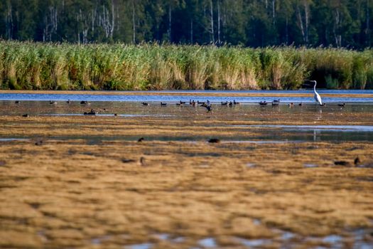 Floating waterfowl, young ducks and heron, wild birds swimming on the lake, wildlife landscape. Birds swimming on lake in Kemeri National park. Birds swims in Slokas lake, Latvia. Large colony with birds swims in the lake.