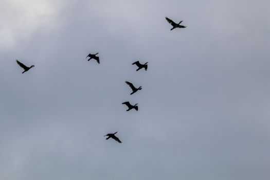 Flock of migratory birds flying in the blue sky. Ducks migrating and flying at a V shape formation. Ducks migrate from latvia to south in autumn season.