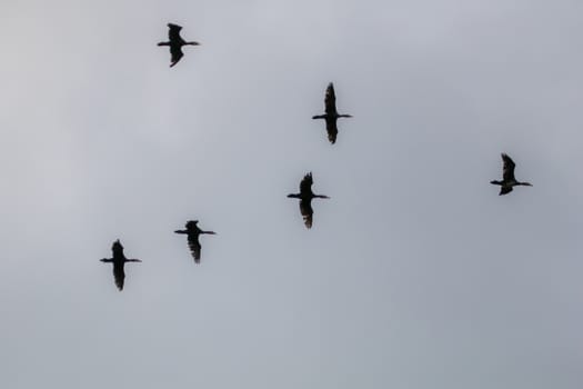 Flock of migratory birds flying in the blue sky. Ducks migrating and flying at a V shape formation. Ducks migrate from latvia to south in autumn season.